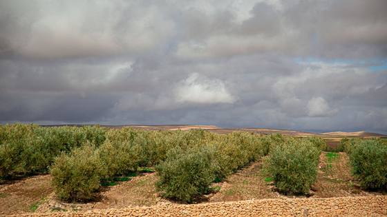 Une parcelle agricole plantée, oliviers en rangs