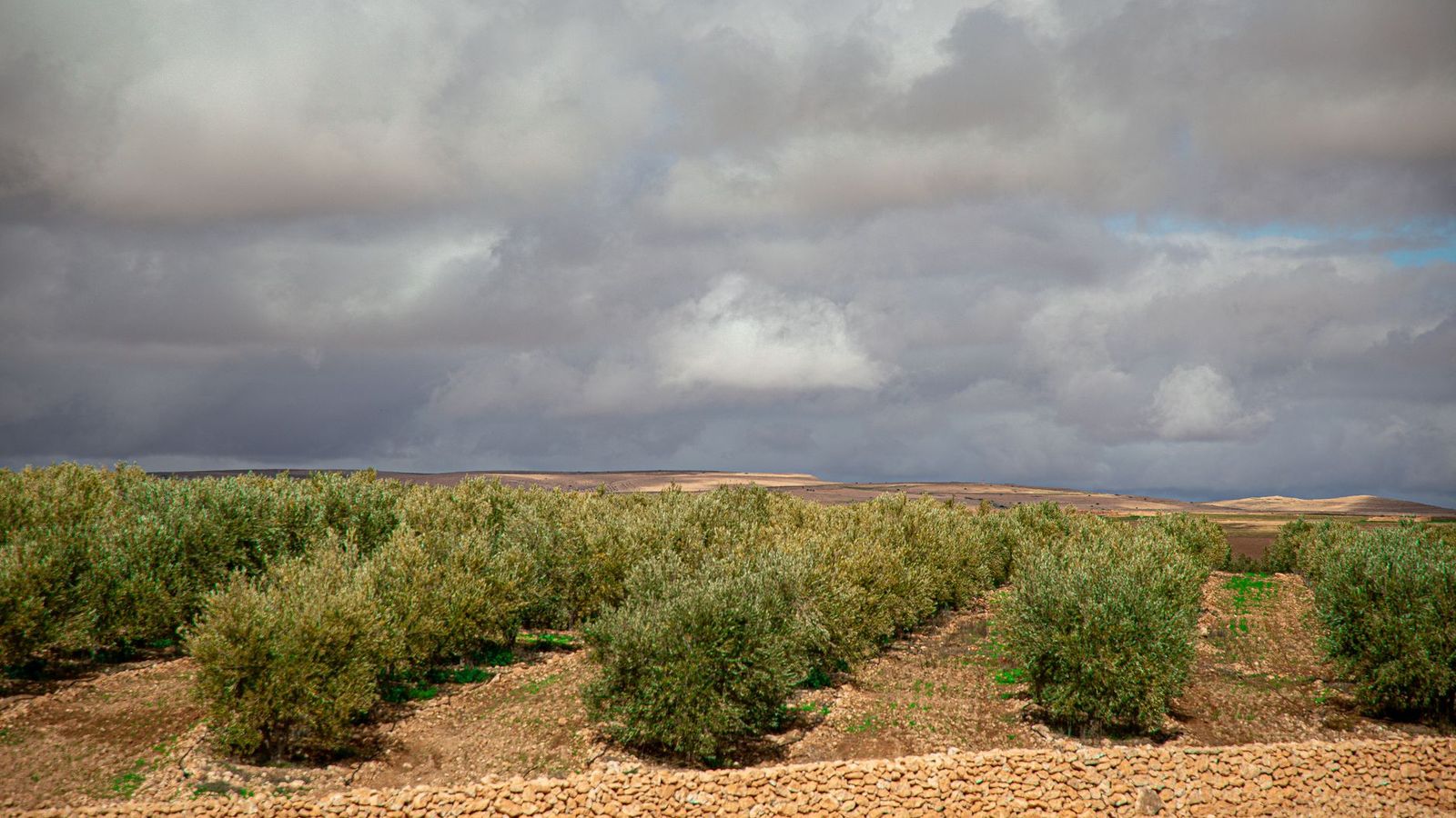 Une parcelle agricole plantée, oliviers en rangs